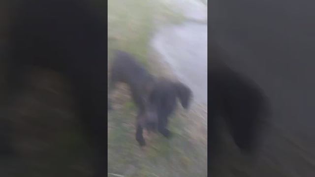 Кане Корсо Зота отдых на природе смотреть онлайн