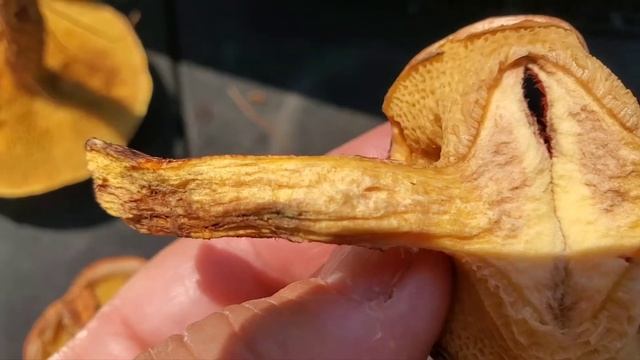 Painted Suillus (Suillus Spraguei)