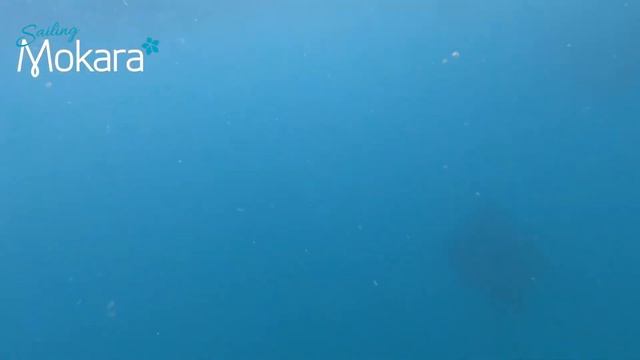 Manta Ray facts for Kids смотреть онлайн