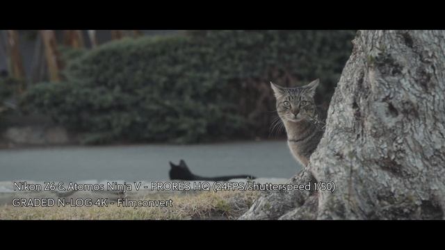 Nikon Z6 - N-LOG vs Graded N-LOG (nikon N-log External Comparison) смотреть онлайн