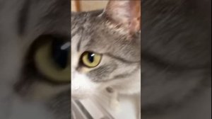 Кошка Мила 💕 #shorts #cat #cats #розовый носик 😽#catshorts 🥰 #funny