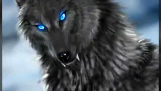 Слайд шоу про волков смотреть онлайн