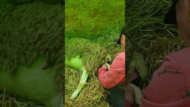 Дорпер-рождение ярочки за 6 минут. смотреть онлайн