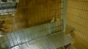 клетки для кроликов своими руками-3