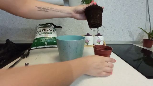 Пересадка магазинной Хамедореи смотреть онлайн