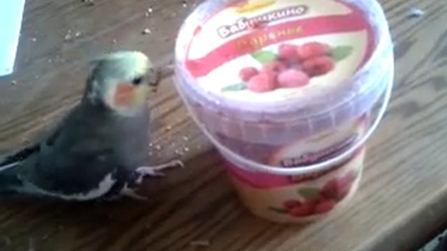 попугай кушает варенье смотреть онлайн