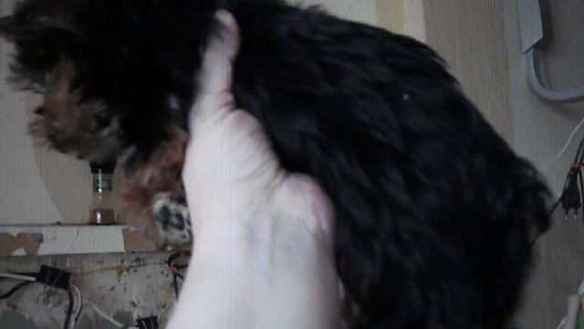 Йоркширский терьер, двухмесячная малышка смотреть онлайн