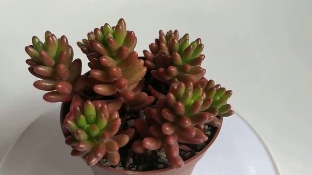 SEDUM RUBROTINCTUM, succulent plant смотреть онлайн