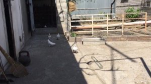 #Pigeons.Зелёный помёт у голубей.