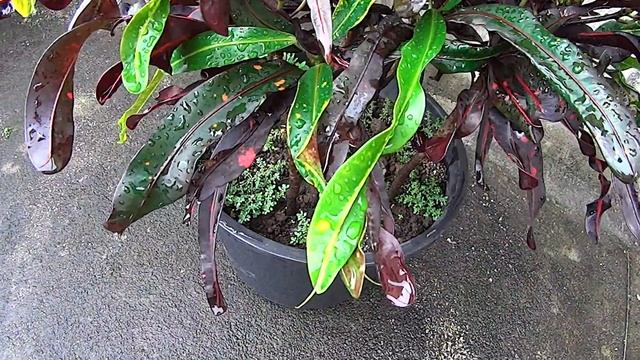 Croton Mammy - Nain tire-bouchon - Une plante colorée смотреть онлайн