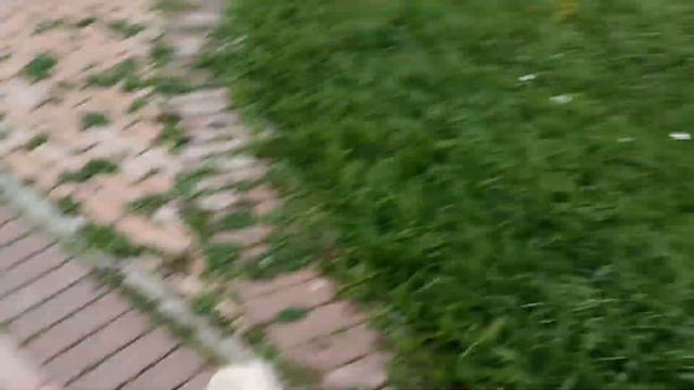 Лабрадор и золотистый ретривер развлекаются грызнёй.