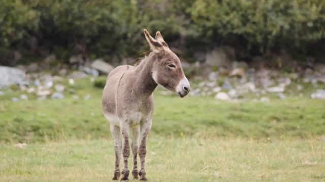 Голоса животных (осёл) смотреть онлайн
