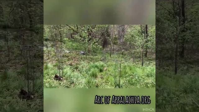 2020 Tree Restoration God's Country смотреть онлайн