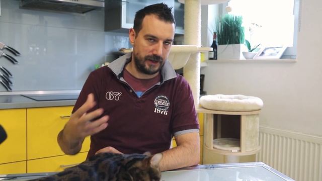 How to Feed a Bengal Cat смотреть онлайн