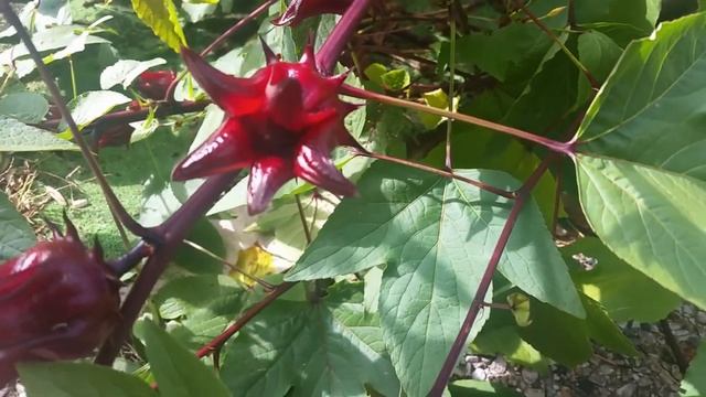 Hibiscus Sabdariffa Roselle/Sorrel Edible Shrub