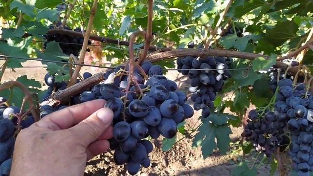 Смотреть всем!!! Форма винограда Танго ( Калугина В.М.) на 04.09.2021 год смотреть онлайн