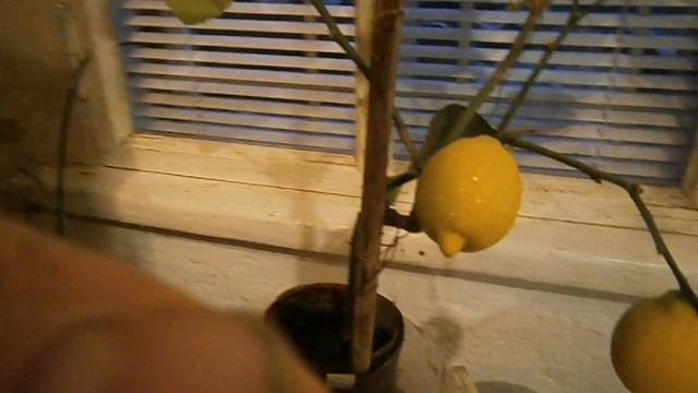 Комнатный лимон сорт Эврика ,плодоношение три года спустя смотреть онлайн