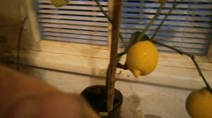 Комнатный лимон сорт Эврика ,плодоношение три года спустя