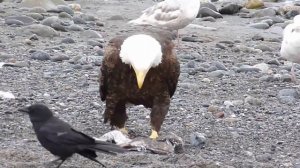 Bald Eagle Walking | Белоголовый Орлан ходит под музыку Барыга | хит | Орел |