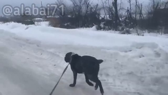 А мы опять на пробежке! Тренировки каждый день? Не проблема! смотреть онлайн