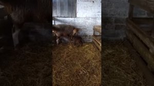 Когда овца не принимает новорожденного ягненка