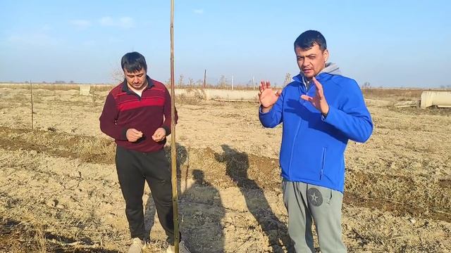 tell 99 746 69 20 ABDULLOH AKA MUROJAT UCHUN CHO'L SHAROITIDA PAVLONIYA DARAXTINI YETISHTIRISH SIRi смотреть онлайн