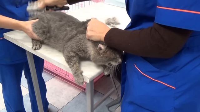 Старому поющему коту расчесывают колтуны смотреть онлайн