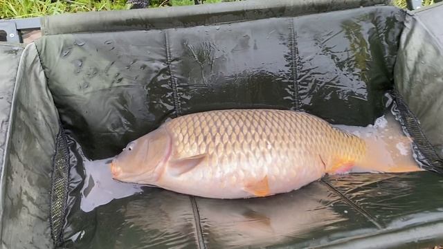 07-08-2023 BIG FISH