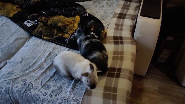 Удивительные кролики будят жену, что будет дальше?! Смотрите до конца??