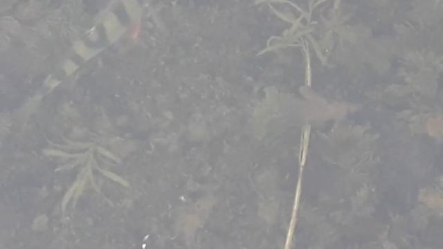 Камера смотрит в лунку Окунь, безмотылка, Печенежская дамба, 13 февраля 2020 года смотреть онлайн