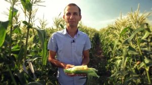 Сладкая кукуруза Тести Дрим F1. Два початка с растения.