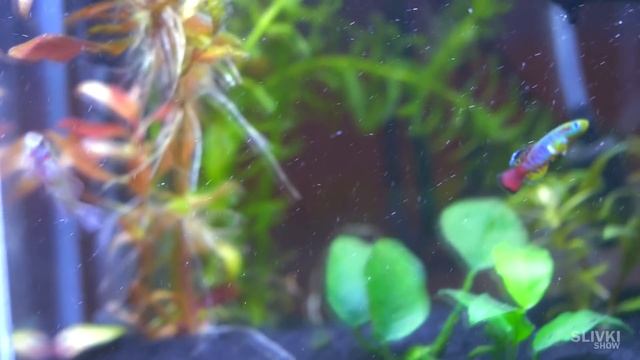 ЧТО СЛУЧИЛОСЬ С РЫБКАМИ С ALIEXPRESS? смотреть онлайн