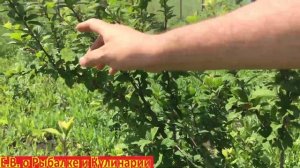 Моя войлочная вишня которую я сажал,результат на третий год.Войлочная вишня на третий год результат