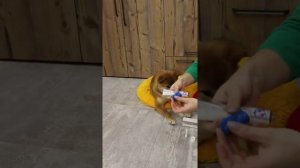 Орозим (Orozyme) гель от my home