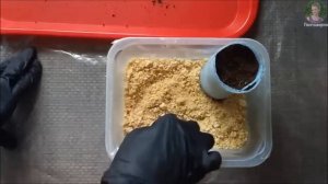 Лобелия выращивание из семян. Как посадить лобелию.