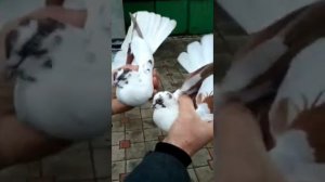 Голуби Донецка