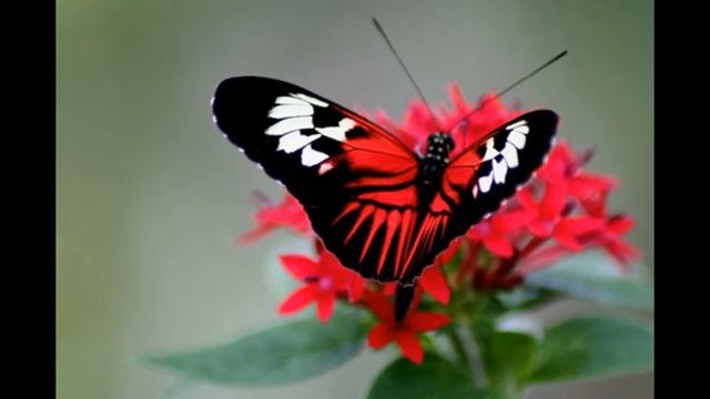 Для души.Бабочки. смотреть онлайн