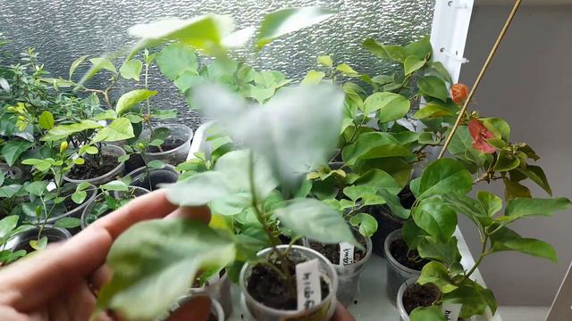 🌱Перші осінні саджанці🌱Первые осенние саженцы🌱 (2022р.) смотреть онлайн