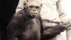 Скрещивание Людей и Животных: Реальные Случаи и Успешные Эксперименты