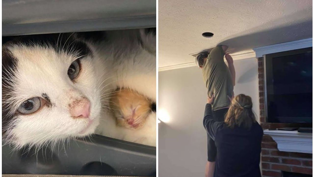 Запуганная уличная кошка родила котят под потолком, невероятная история смотреть онлайн