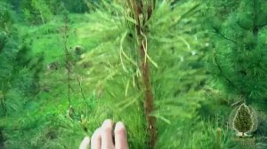 Разбираемся вместе, как формировать крону кедра прищипкой