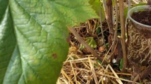 Размножение Смородины. Удивительный и простой способ размножить смородину 100% результат!