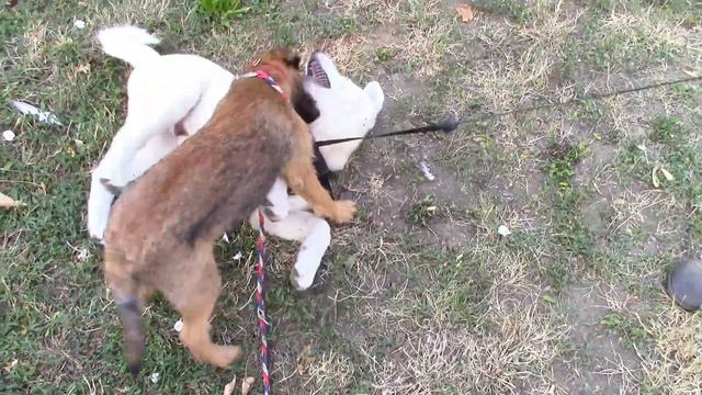 Border Terrier Nepomuk смотреть онлайн