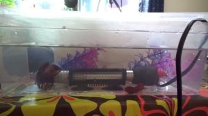 Проблемы с плавательным пузырем. Болезни петушков. Петушок самочка.