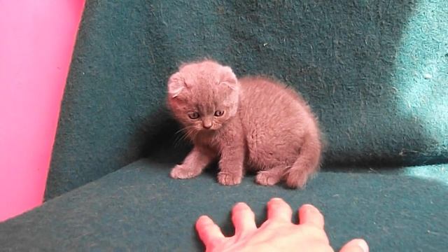 А у меня букет котов) Осталось только 7 смотреть онлайн