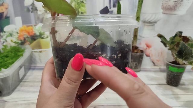 Цветочное ассорти. смотреть онлайн