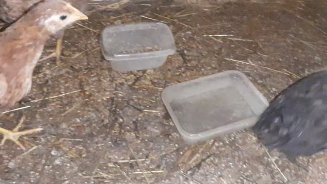 Курятник на скорую руку смотреть онлайн