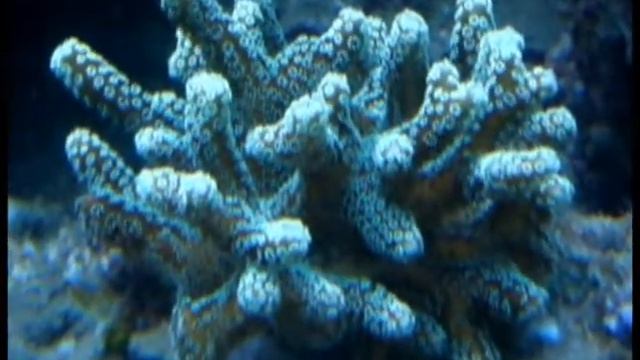 Berdon 510l reef aquarium ocellaris cownfish + porcelain anemone crab смотреть онлайн