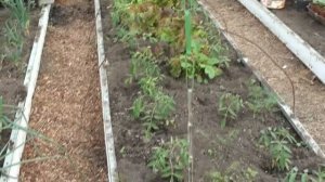 Посадки в теплице!  ПЭТ- цепочки- это вещь!!!