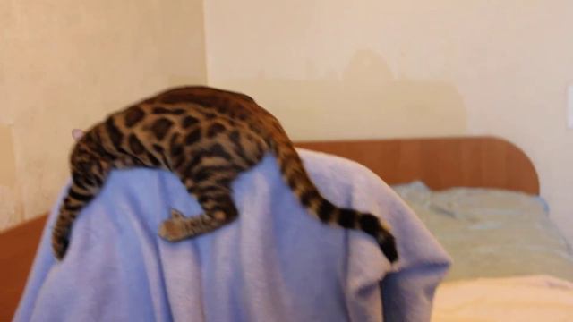 Бенгальский котик Dio смотреть онлайн